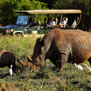 Safari to Meru National Park