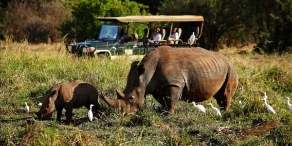 Safari to Meru National Park