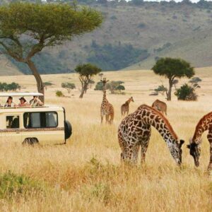 Wonders of the Wild: A Captivating 7-Day Kenyan Safari Adventure