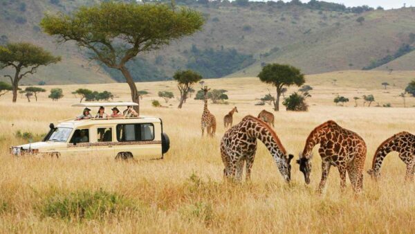 Wonders of the Wild: A Captivating 7-Day Kenyan Safari Adventure