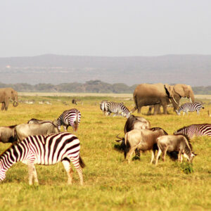 Kenya Odyssey: Wild Safari & Tropical Bliss