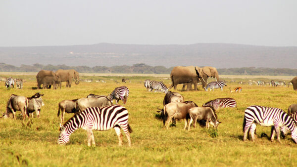 Kenya Odyssey: Wild Safari & Tropical Bliss